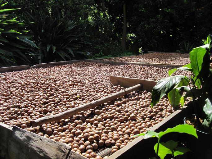 sušení makadamových ořechů